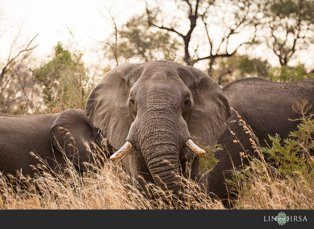 04-african-safari-photographer