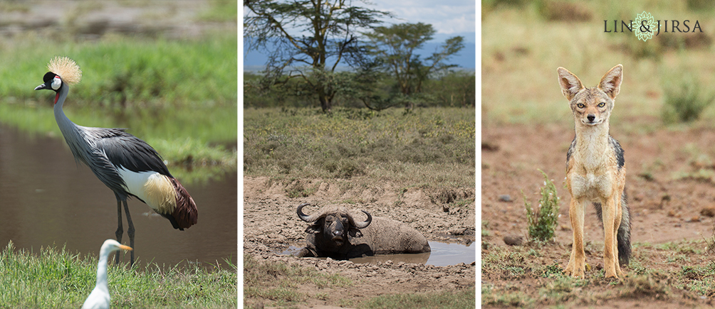 05-african-safari-photographer