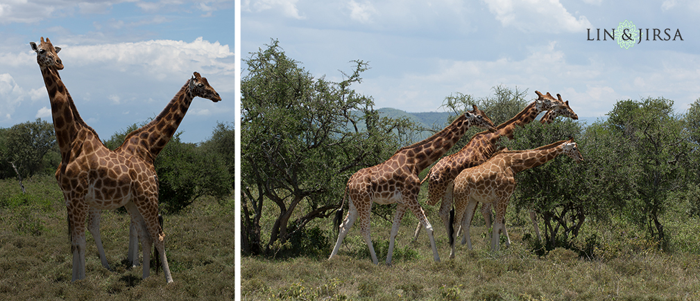 07-african-safari-photographer