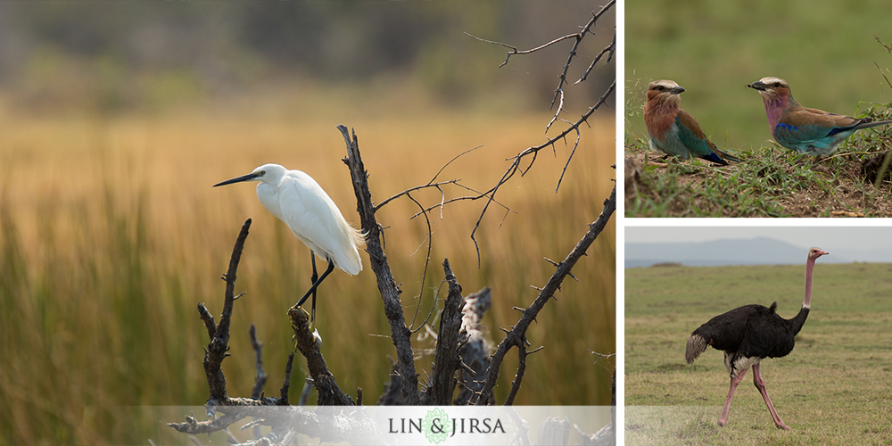 08-african-safari-photographer