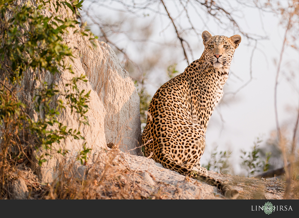 10-african-safari-photographer