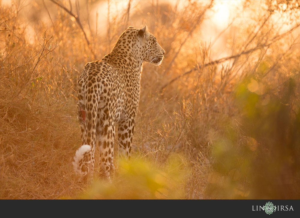 13-african-safari-photographer