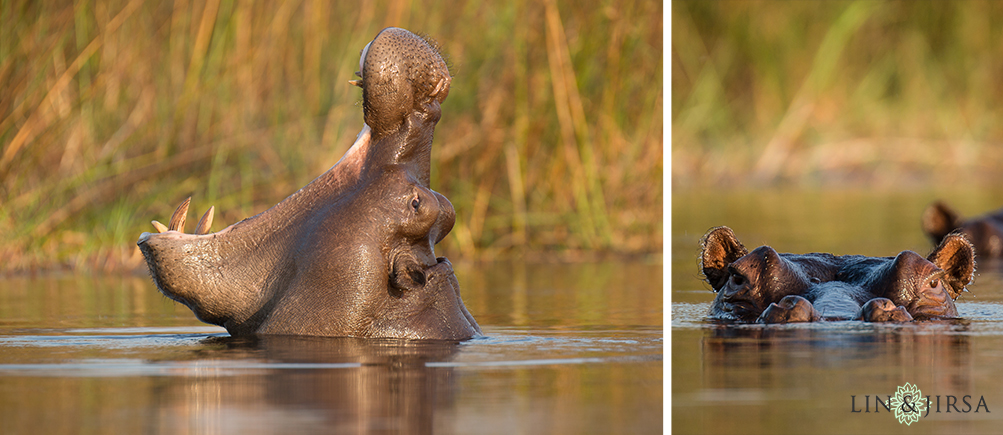 15-african-safari-photographer