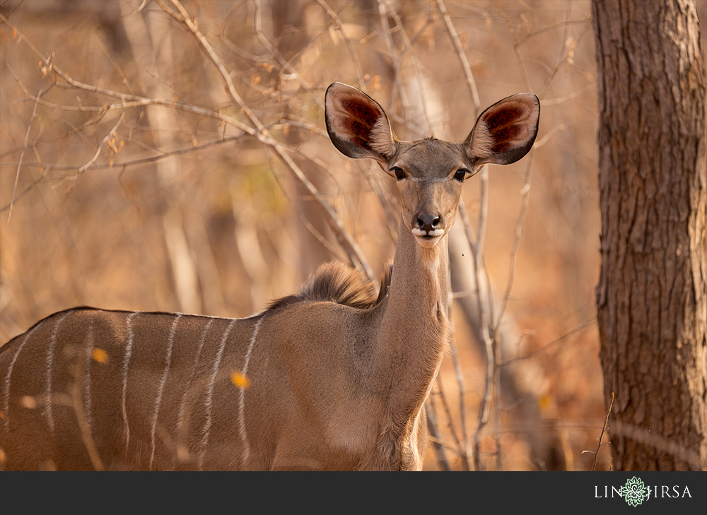 18-african-safari-photographer