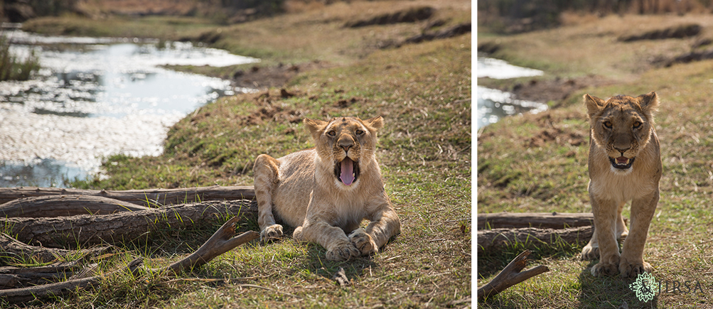 19-african-safari-photographer