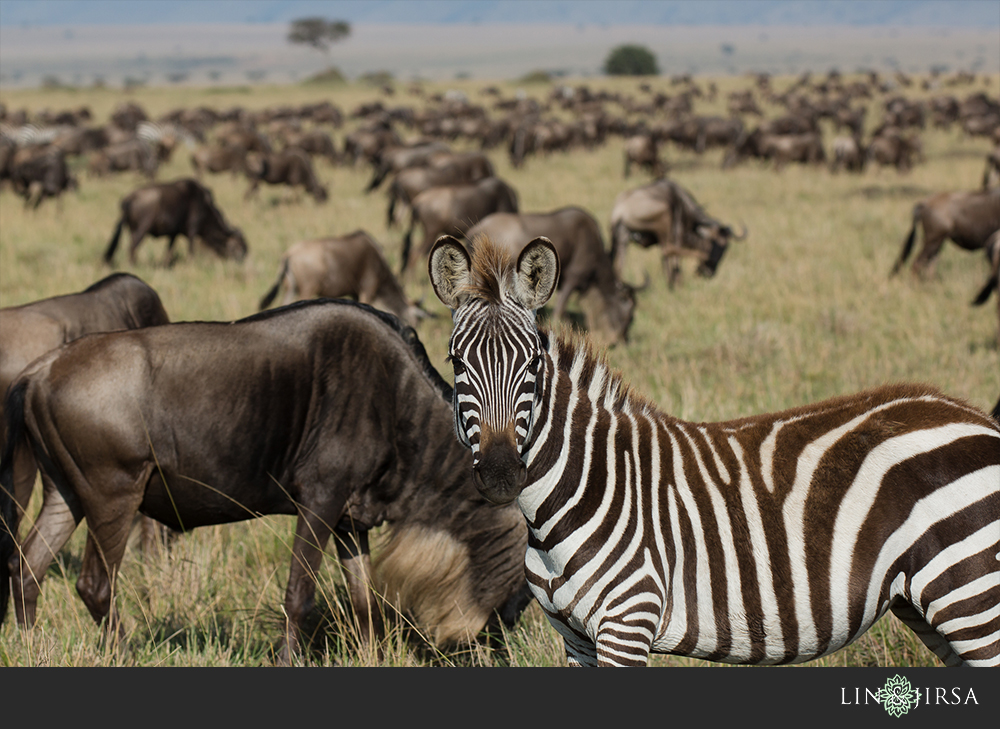 20-african-safari-photographer