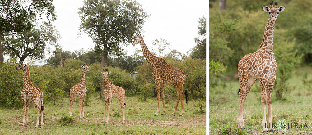 23-african-safari-photographer