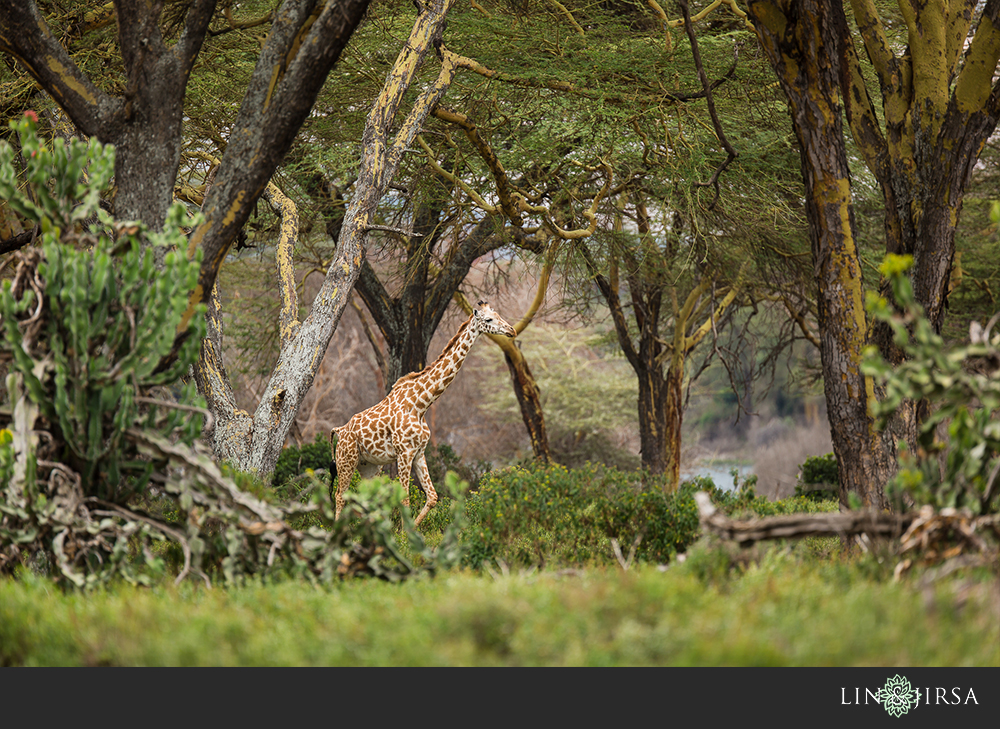 29-african-safari-photographer