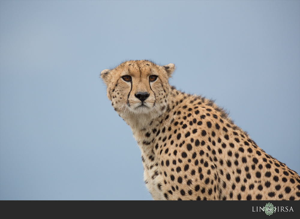 30-african-safari-photographer