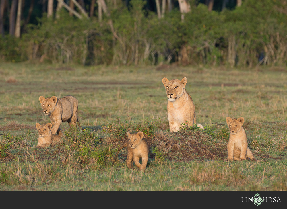 31-african-safari-photographer