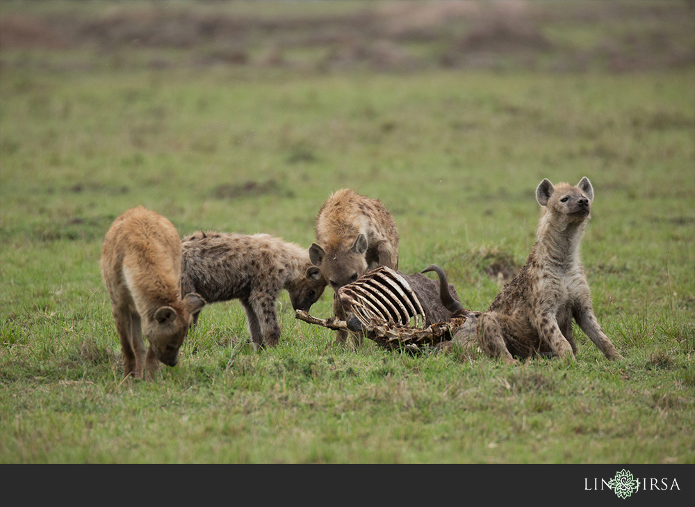 32-african-safari-photographer