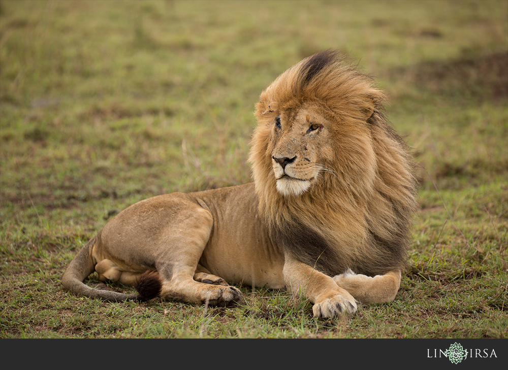 41-african-safari-photographer