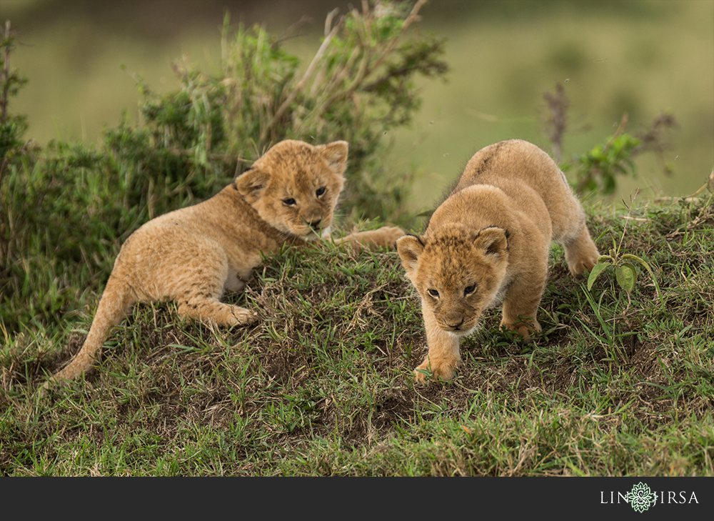 42-african-safari-photographer