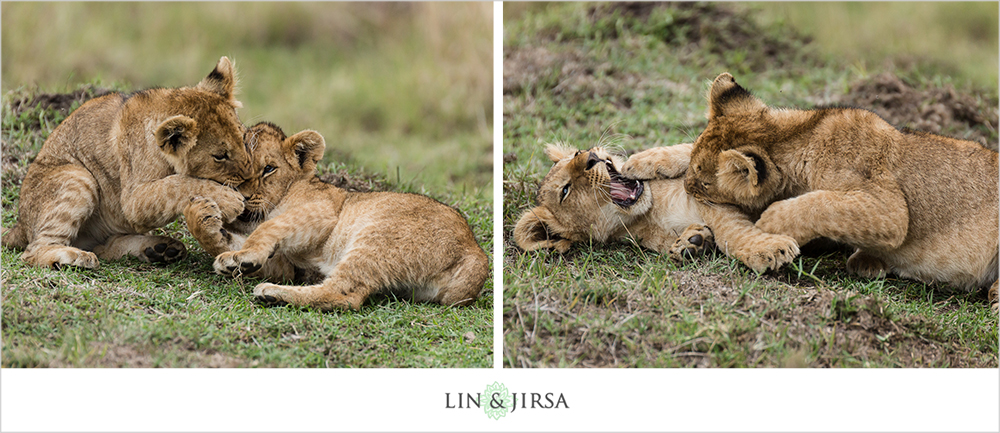 43-african-safari-photographer