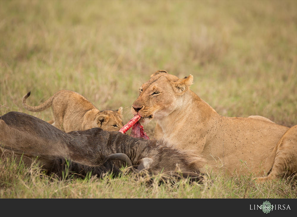 46-african-safari-photographer