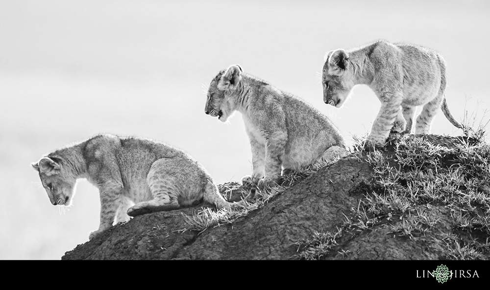 57-african-safari-photographer